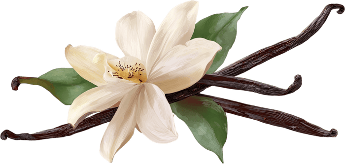 Organic Madagascar Vanilla Powder
